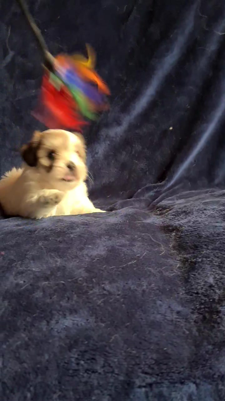 Magnifique Chiots Coton De Tuléar à Donner Contre Bon S