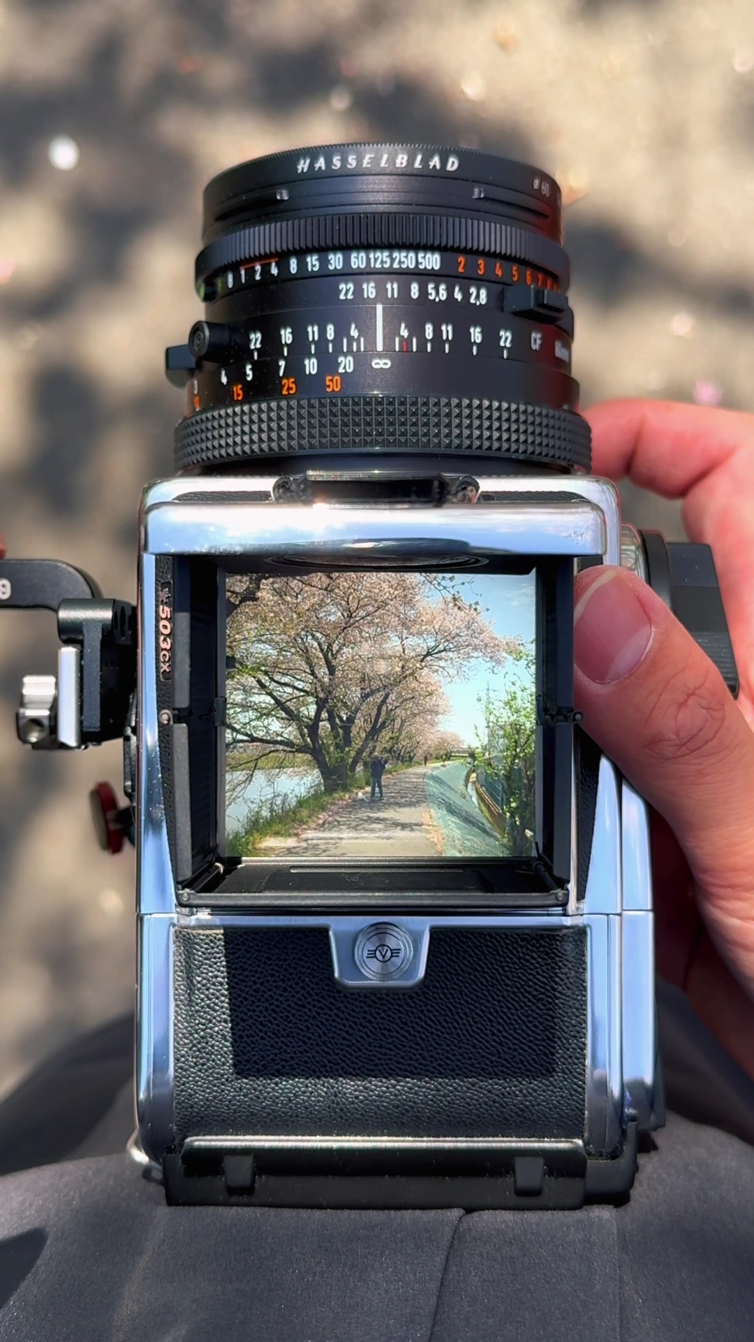 Feel the Beat of Hasselblad Film Cameras 📷 503CX Captured by
