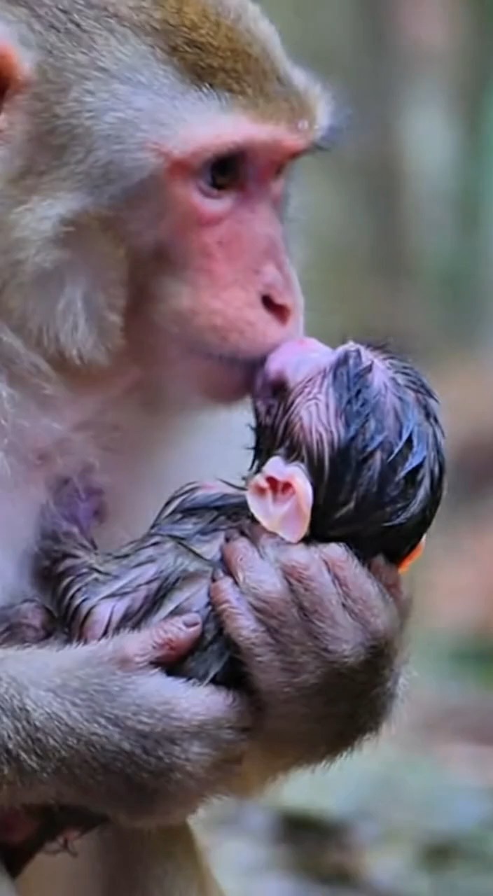 Uncondition love of Mom . Monkey rescue Her baby ! #monkey #rescue # ...