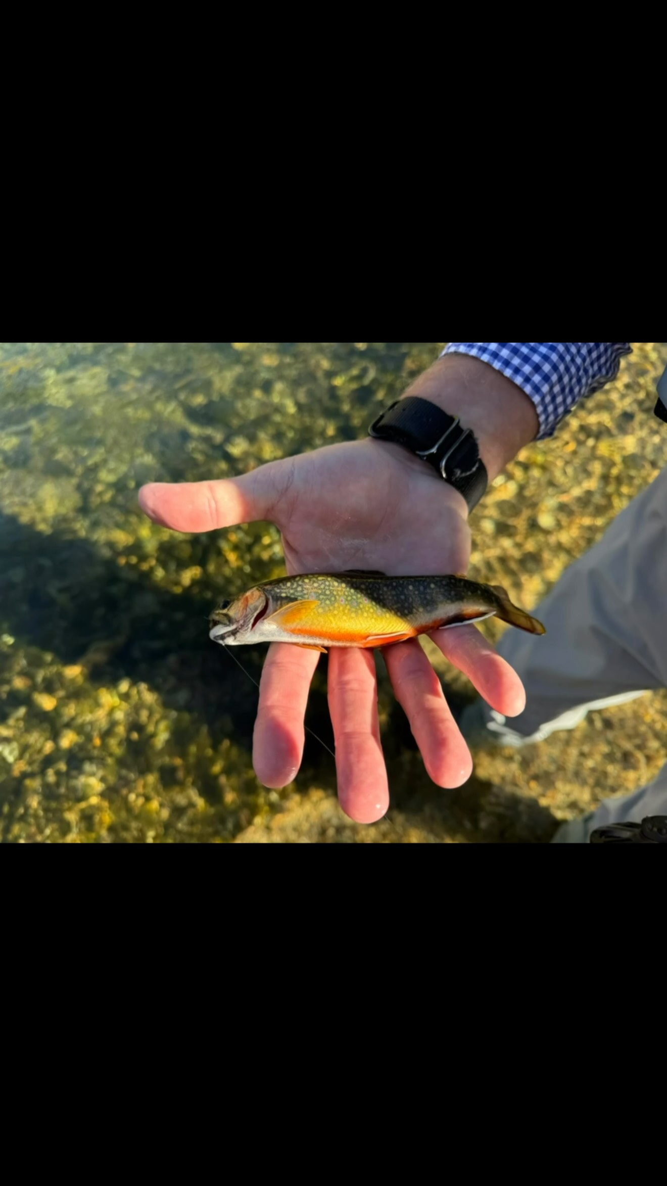 Sept-Oct. Fall colors and brook trout. | Sierra Bright Dot Fly
