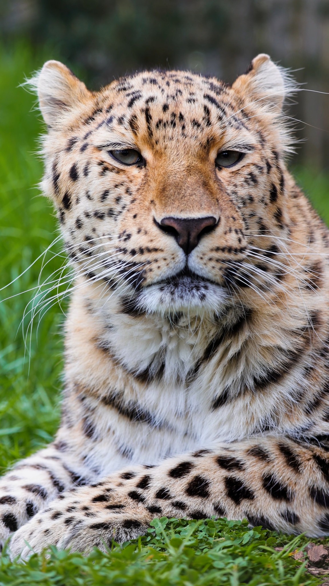 Meet Leia, our Amur leopard ? The Amur leopard is the only 