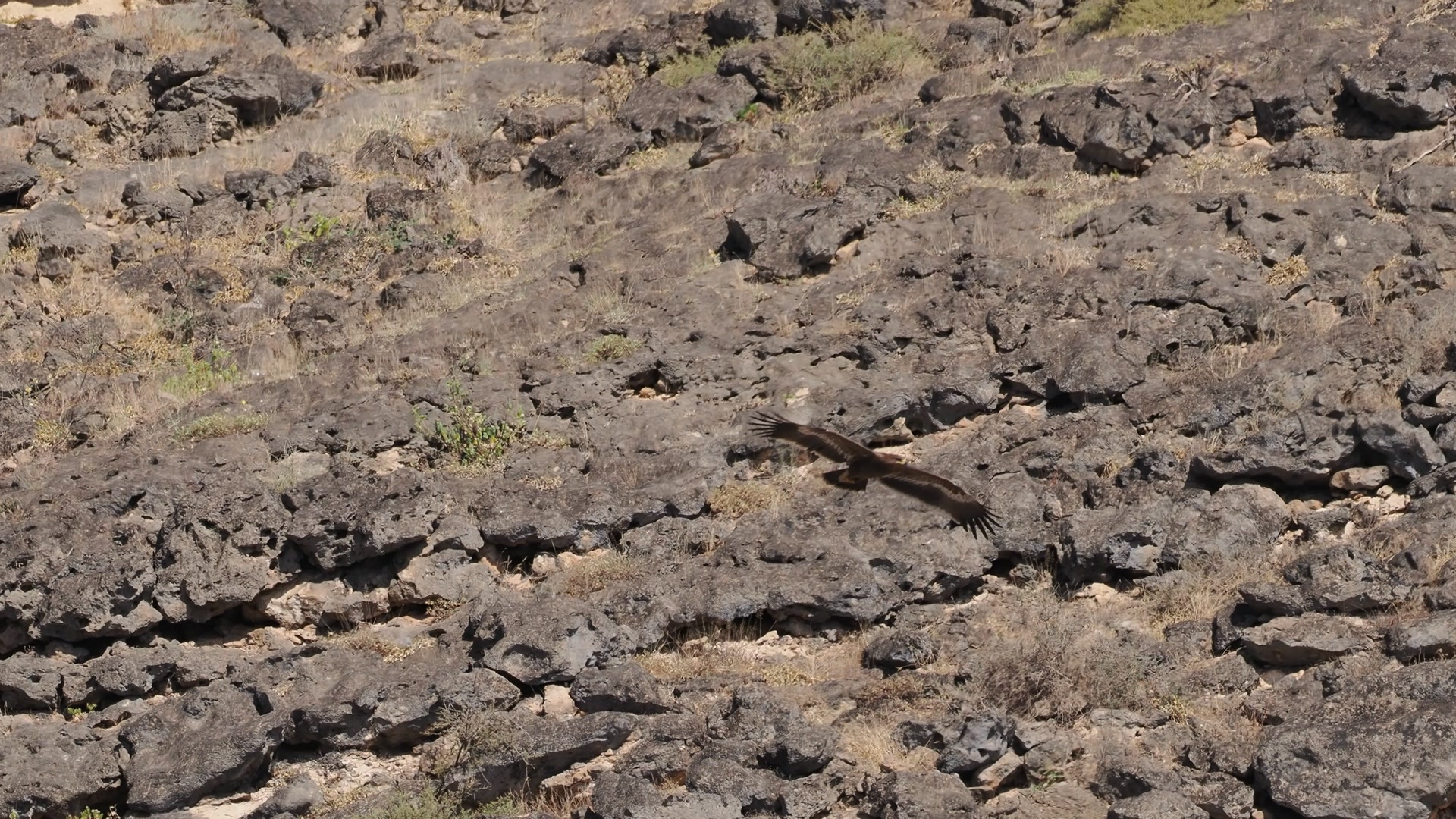 Orzeł stepowy (Aquila nipalensis) z południowego Omanu. | Akademia ...