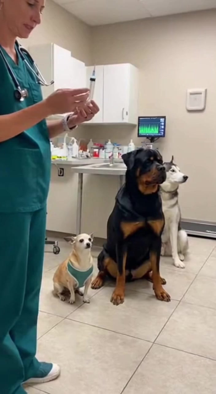 Vet Visit Turns Comical! Chihuahua's antics steal the show at the vet ...