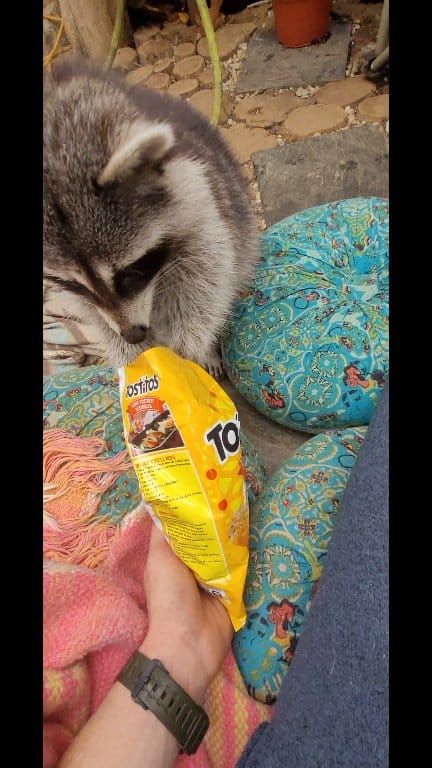 He likes! Heather Quast Brushwood Holly Beth Newman #raccoon # ...