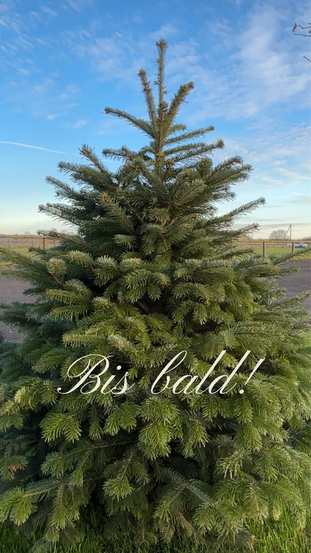 🚩 Plastikbaum? Red Flag. ✓ Echter Baum? Green Flag – und zwar aus guten Gründen! Was sagt ihr: Team Echtbaum oder Team Fake? 🎄👇 #GreenFlag#NatürlicherWeihnachtsbaum #NachhaltigFeiern #echteWeihnachten
