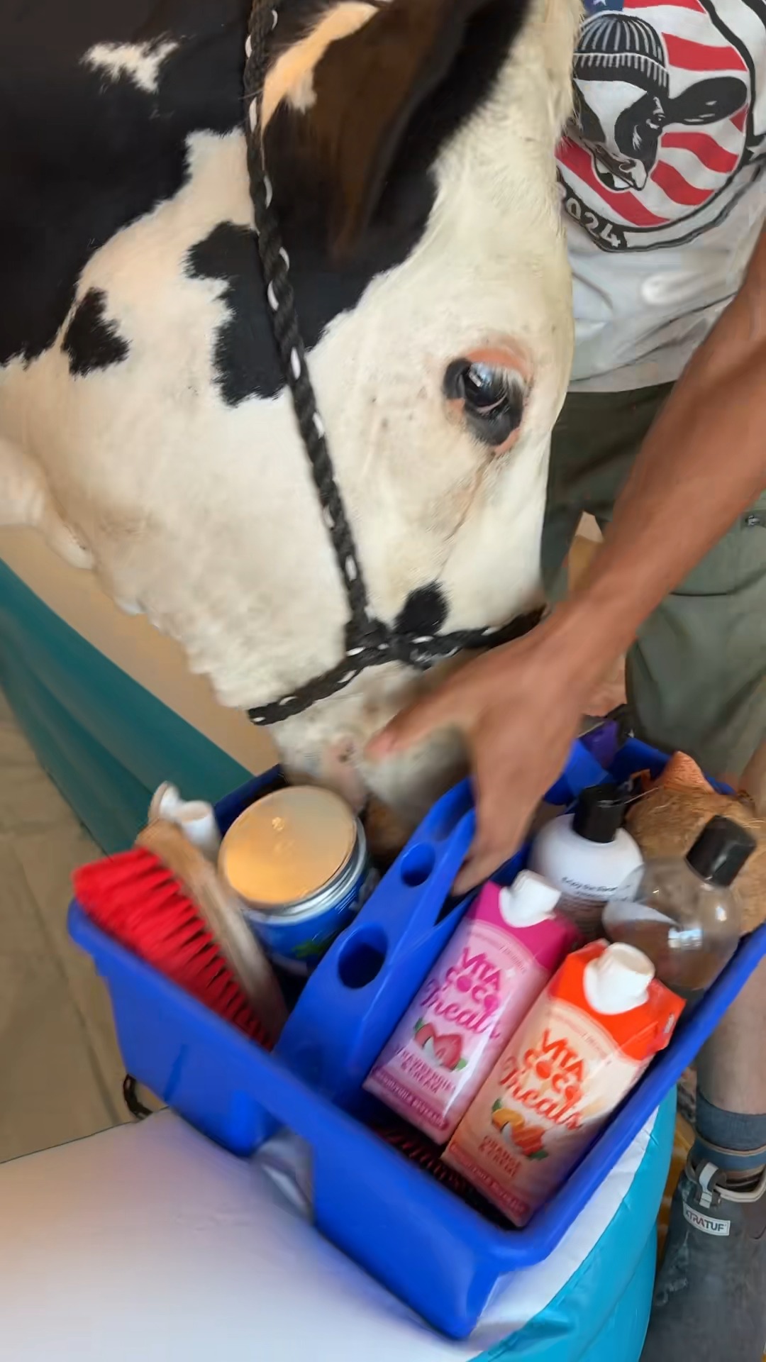 Spa day with Buttons and @Vita Coco #cow #brucethecow #farm #animals ...