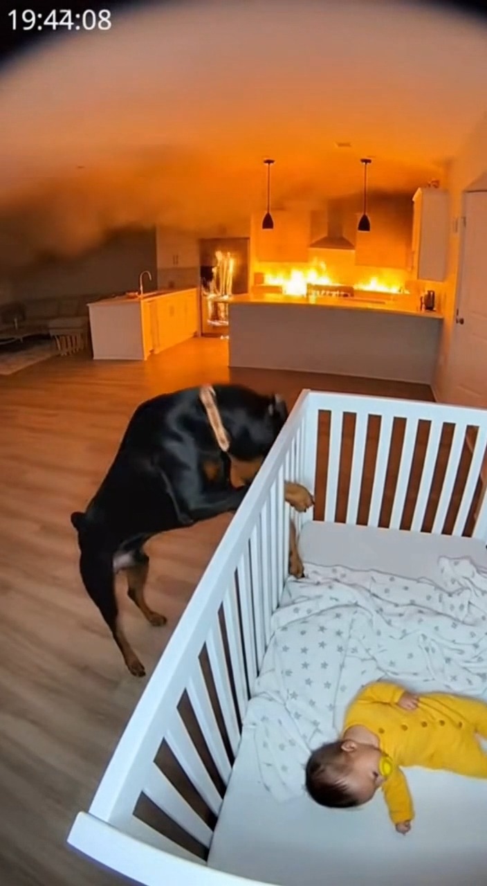 “Hero Dog Saves Baby from House Fire Heart for Paws | Heart for Paws ...