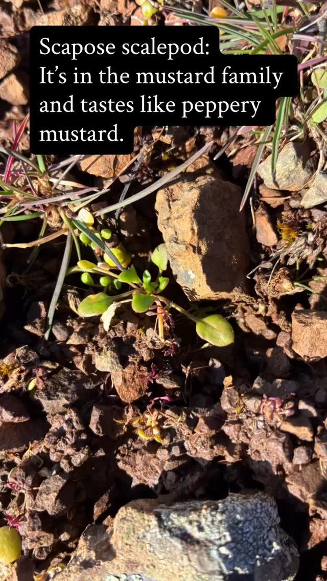 Amazing Wild Edibles | Facebook