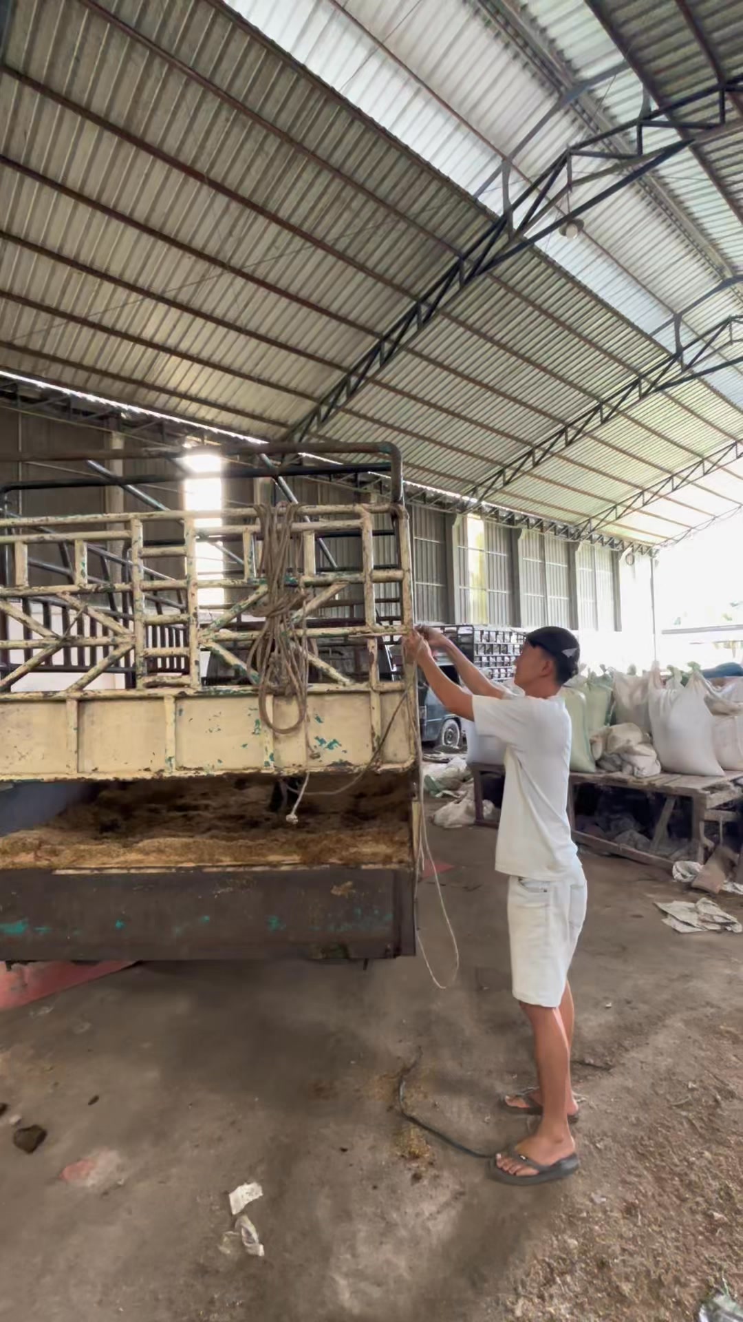 Penyamaran CEO berhasil terbongkar saat mengantar sapi marpeor bolo # ...