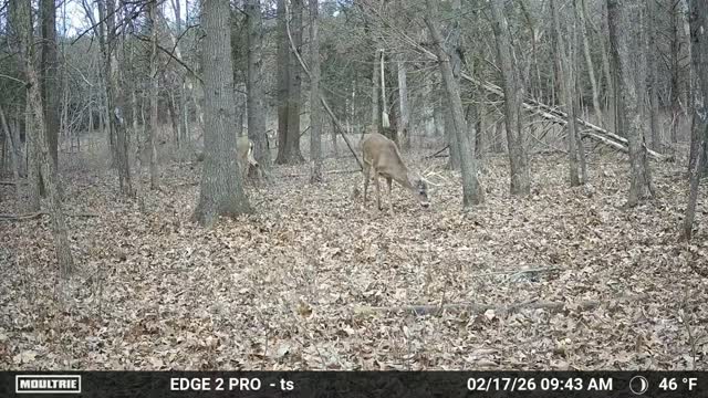 Rope scrape buck! #moultrieproducts #purewhitetail #scentlok #deer # ...