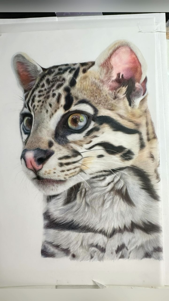 Ocelot Pride is with it's new owner - a little packaging art.