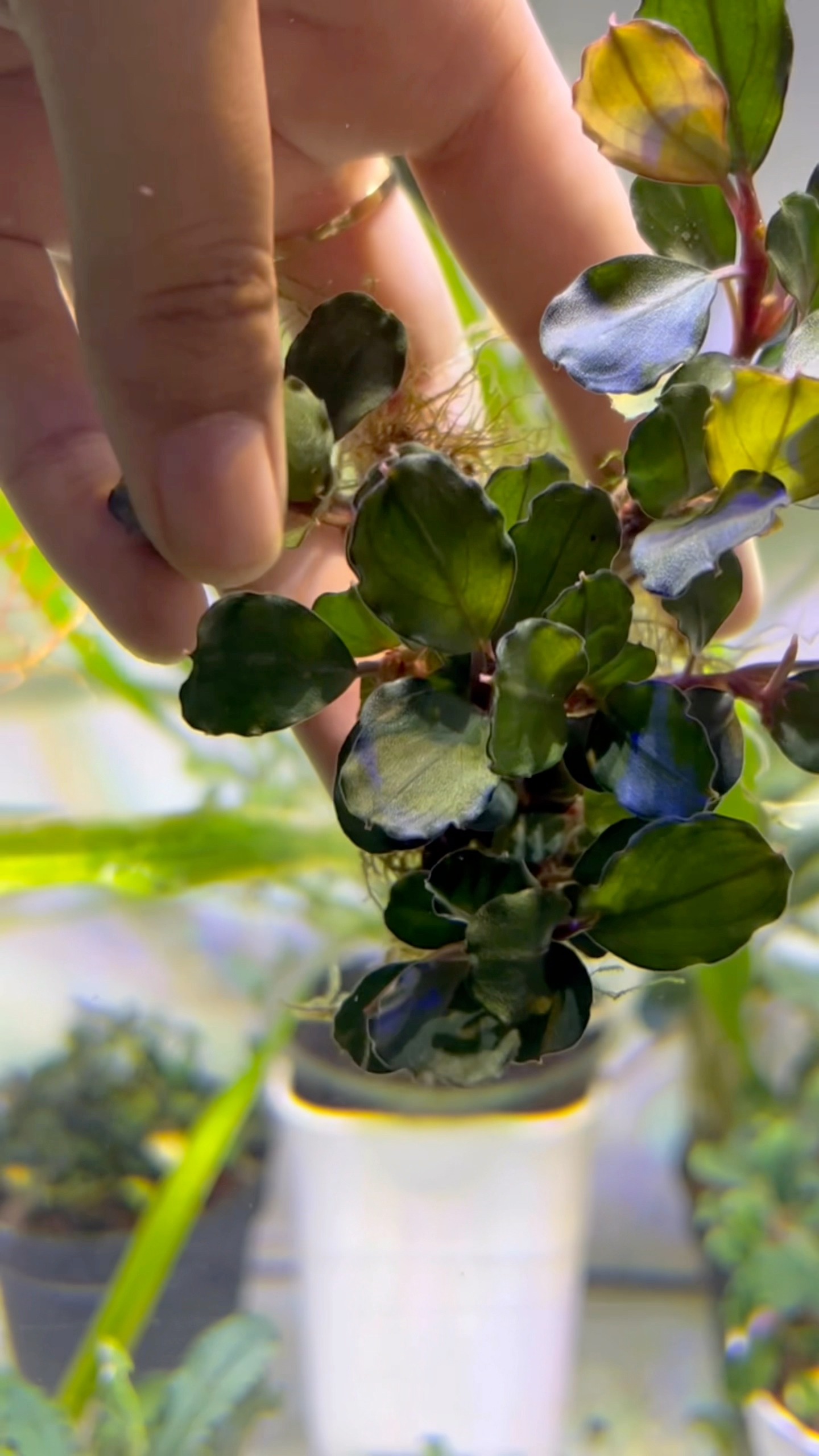 One of the most charming Buce varieties 🌿 Bucephalandra Mahakam