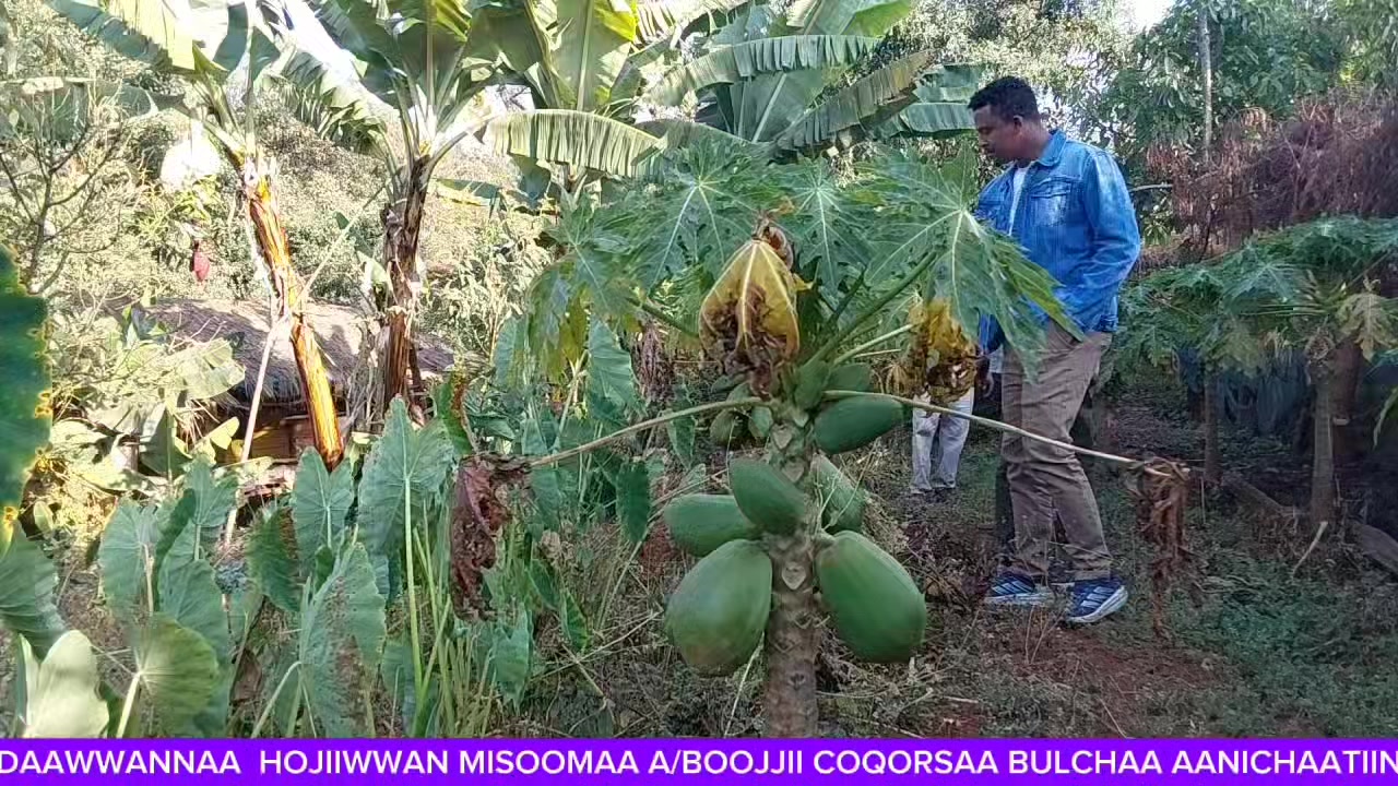 A/boojji Coqorsaatti Daawwannaa hojiwwan misoo Aanichaa keessaa bakka ...