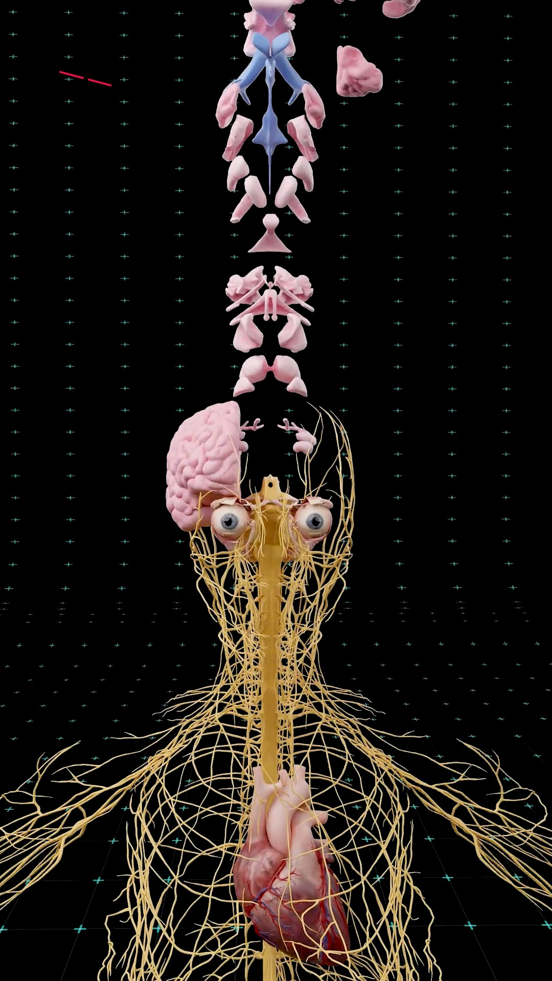 The Hidden Network That Runs Your Body 🧠⚡ . . . Your brain is the most ...
