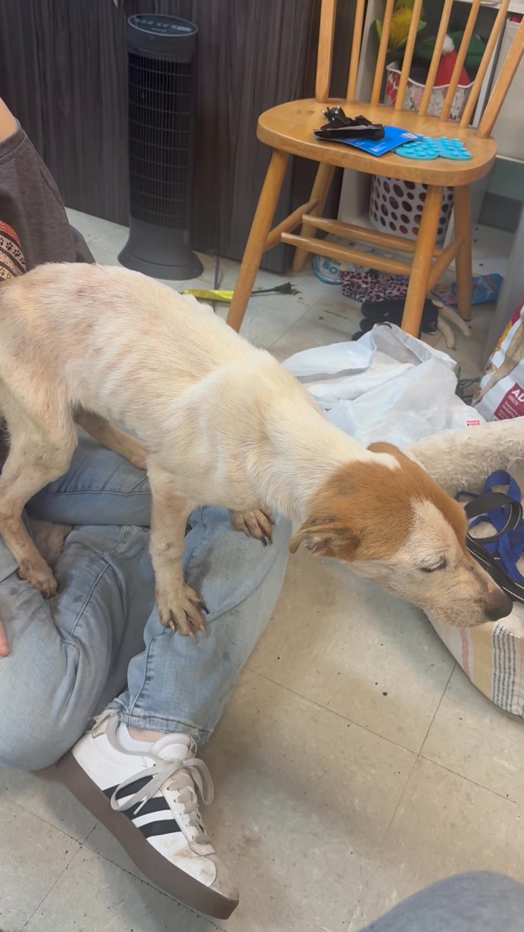 Meet Thorin at The City of Mobile Animal Services. Thorin is only 6 ...