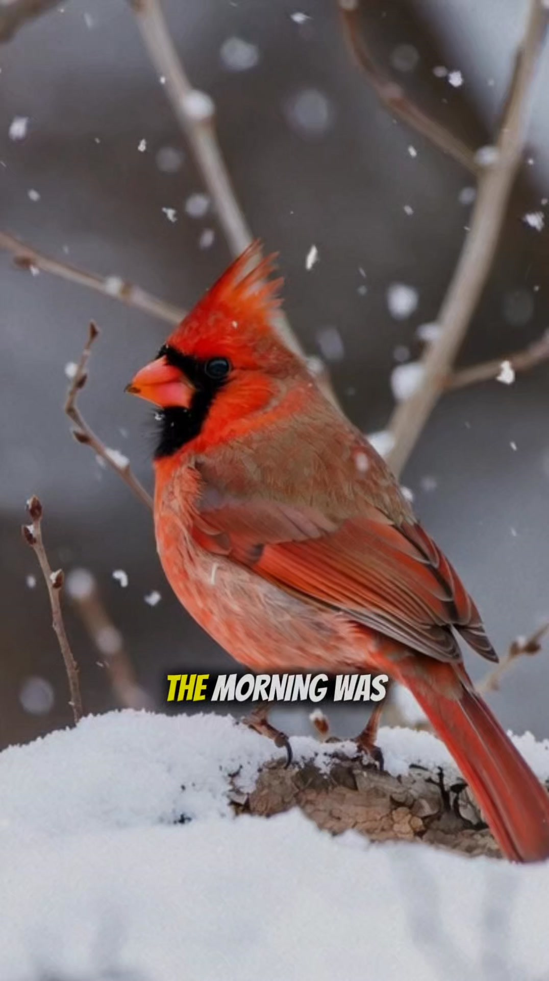 The Cardinal That Guarded the Library Steps #cardinal #redcardinal # ...