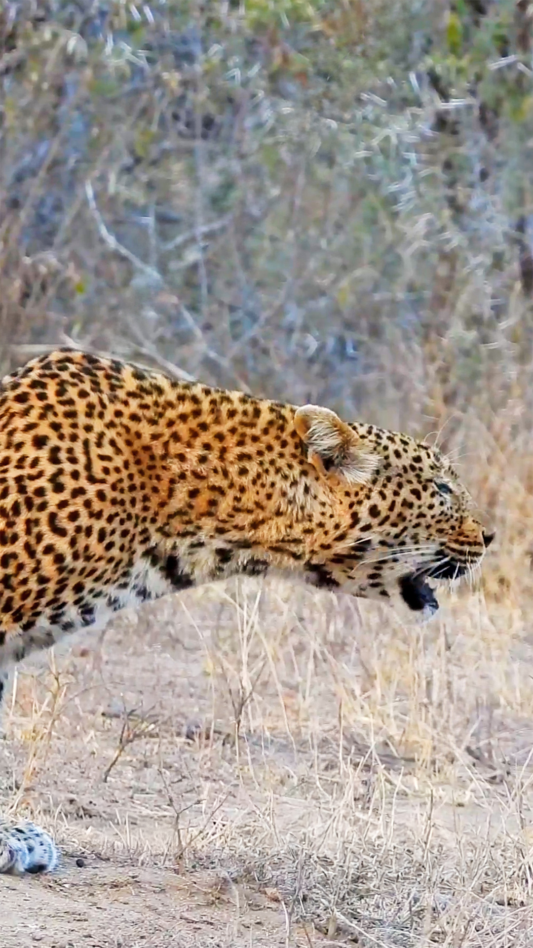 Rasping Leopard Shows Off its Voice Watch as this leopard shows off its ...