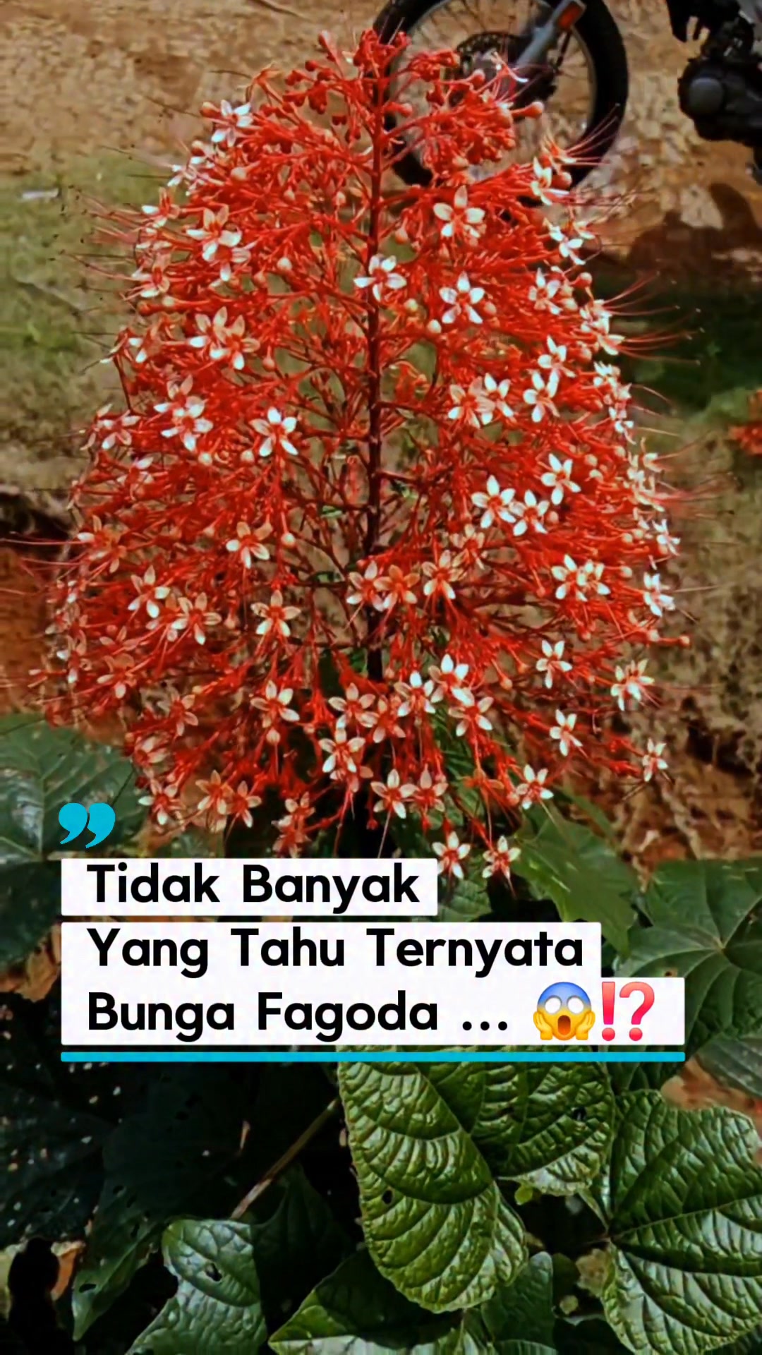 Stop Jangan Lagi Buang Tembuluk Kelapa Yang Jatuh Di Pekarangan Rumah ...