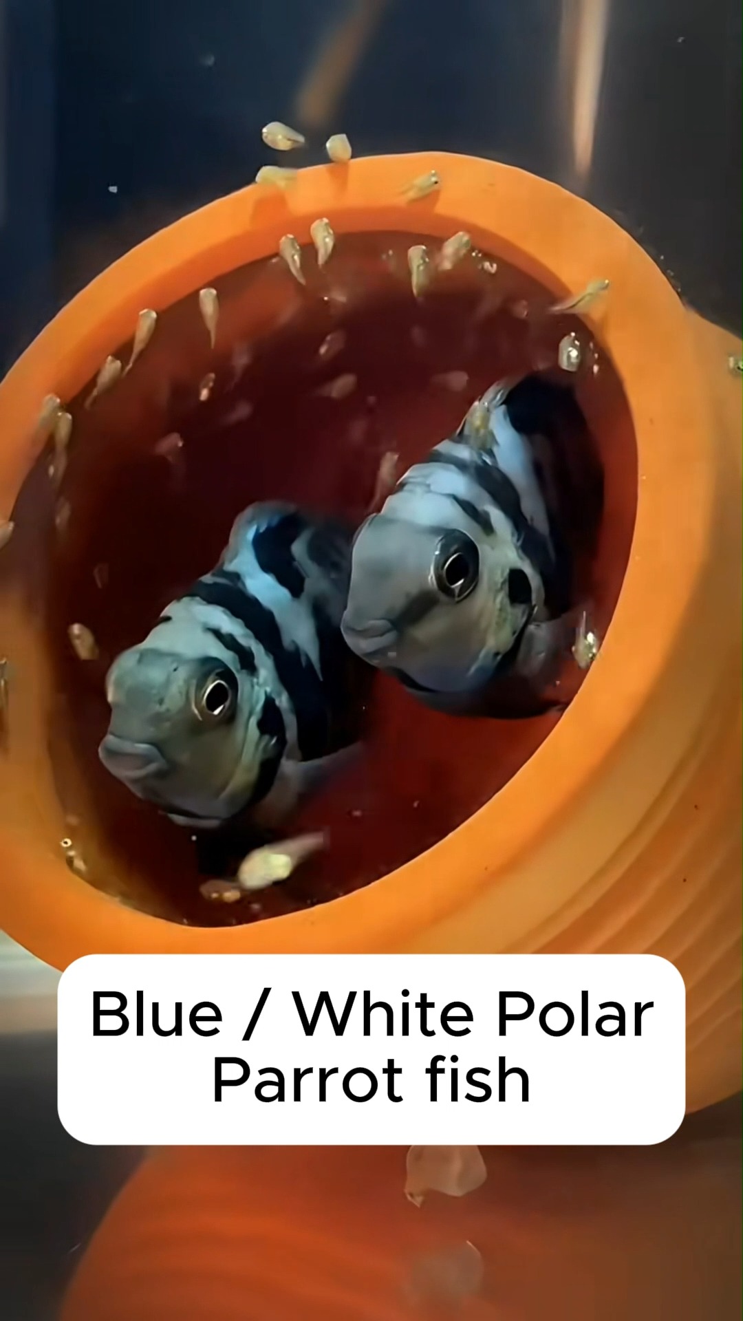 The Polar Blue Parrotfish is a popular, vibrant, hybrid freshwater ...