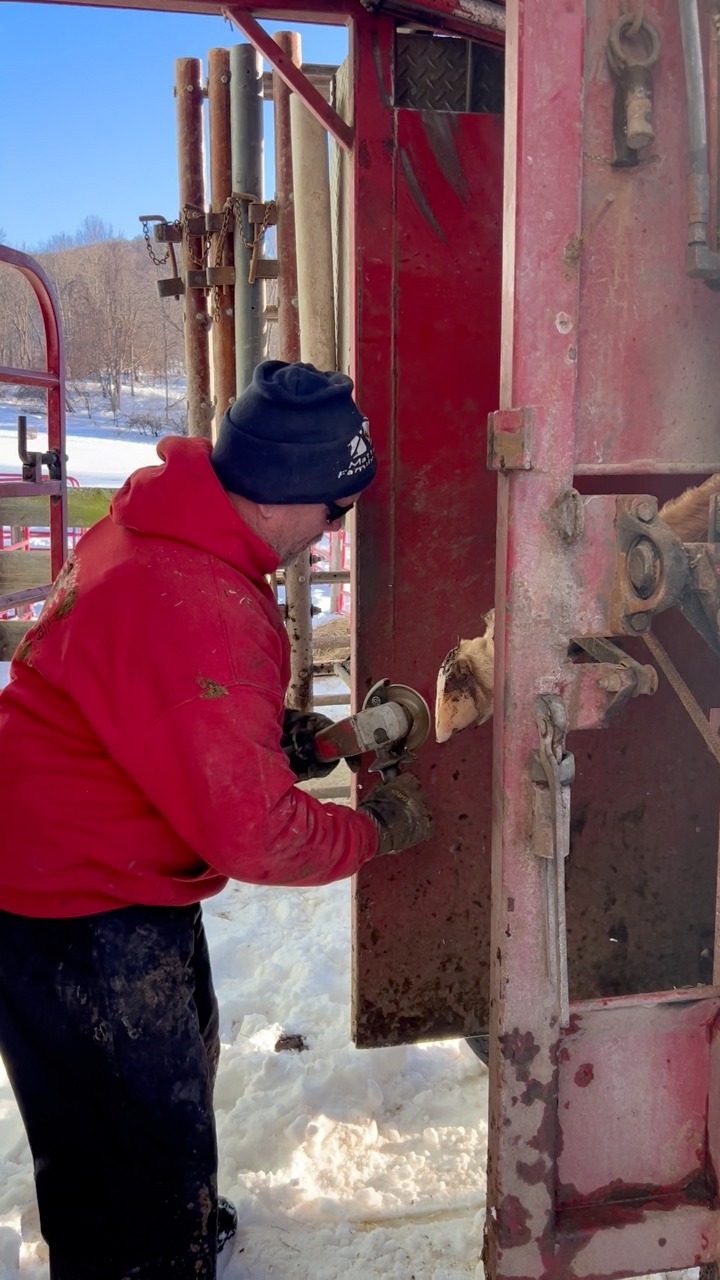“Mark the Hoof Trimmer”- I recently noticed Jaclyn limping. My initial ...