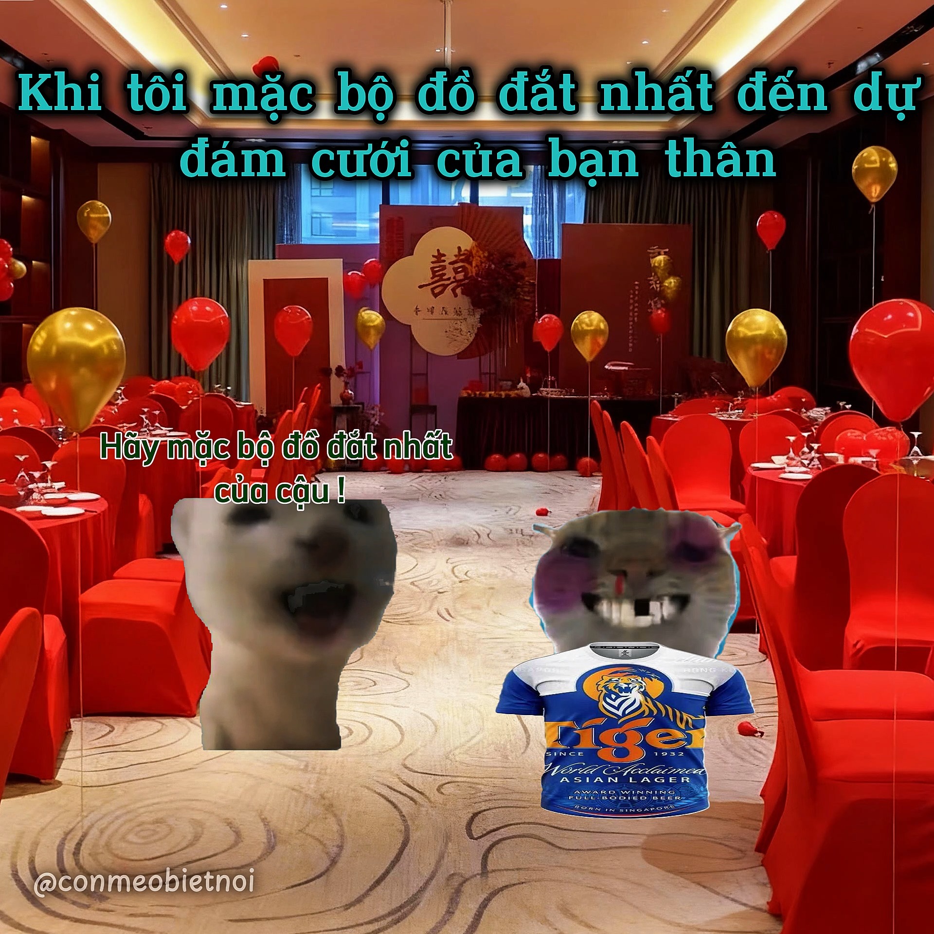 Hôm nay chắc tui bảnh nhất rồi cốt ơi #conmeobietnoi #memes #pet #cat ...
