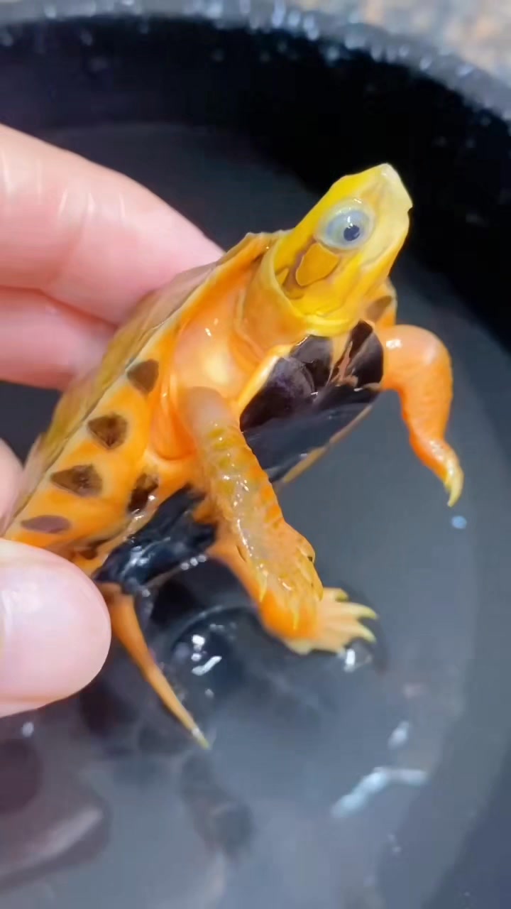 #Mutant Turtle | Snow Pear | Facebook