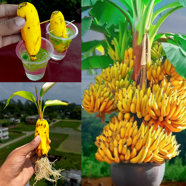 How to propagate a banana tree from a banana simple step-by-step guide ...