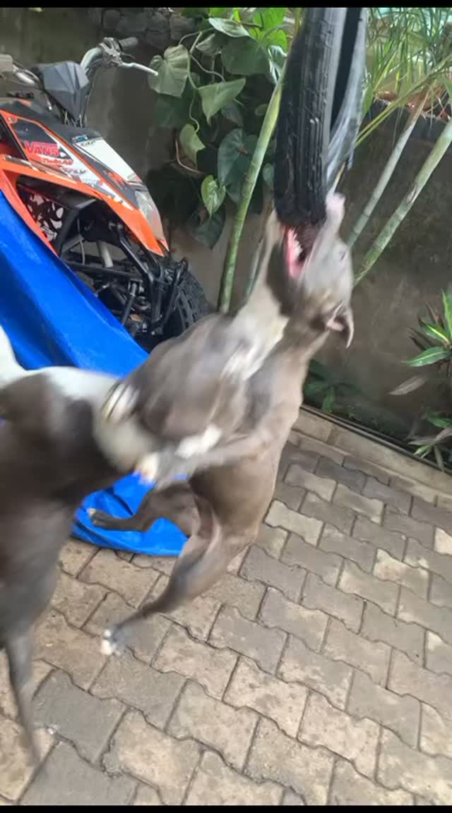 DOGS SHOP Tanzania | Dar es Salaam