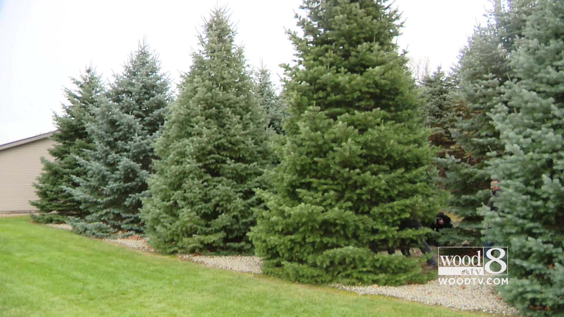The tree farm where our Michigan... - Pine Patch Tree Farm | Facebook