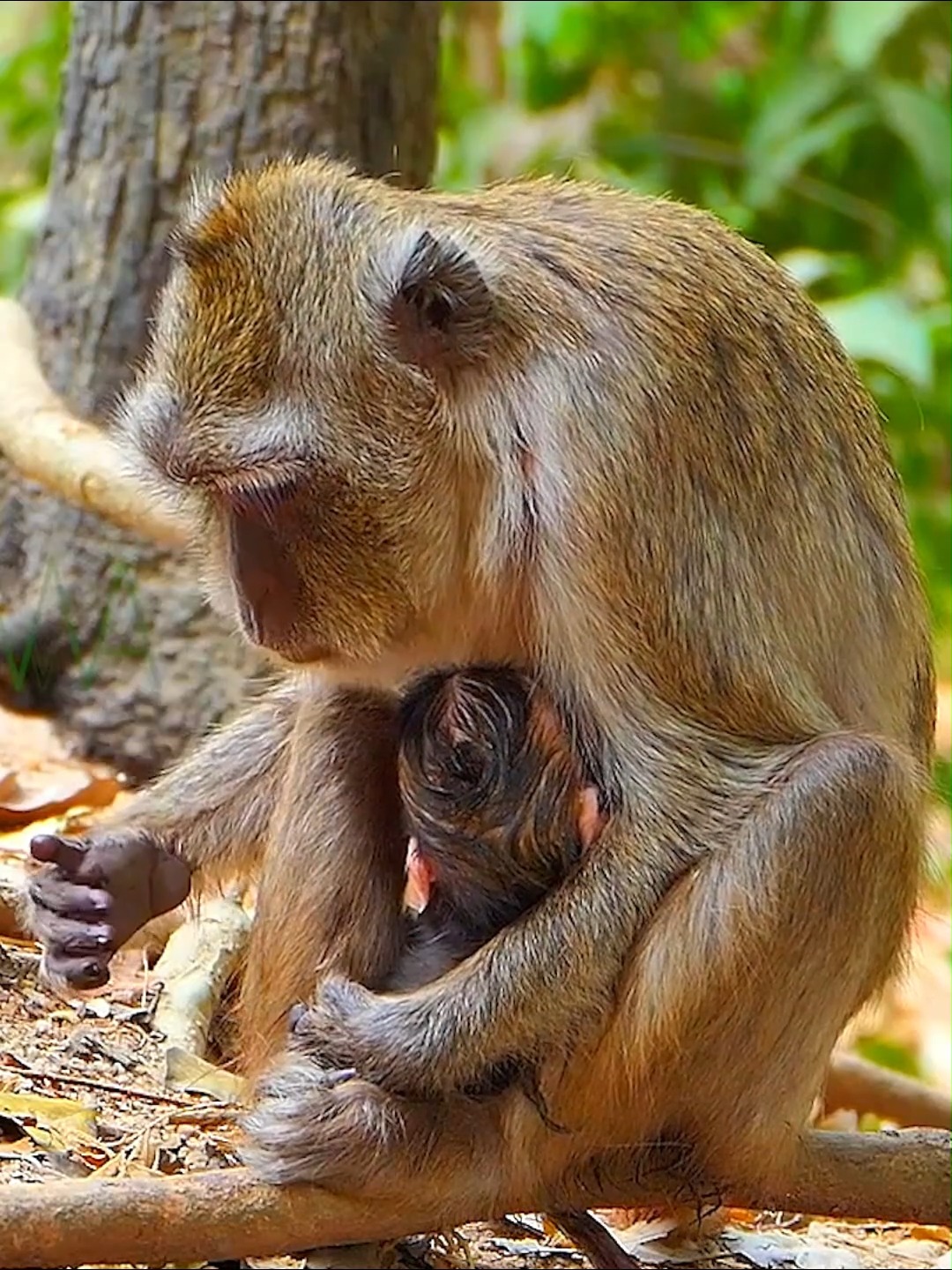 Tiny Baby Monkey 2026 Moment showcases one of the most precious ...
