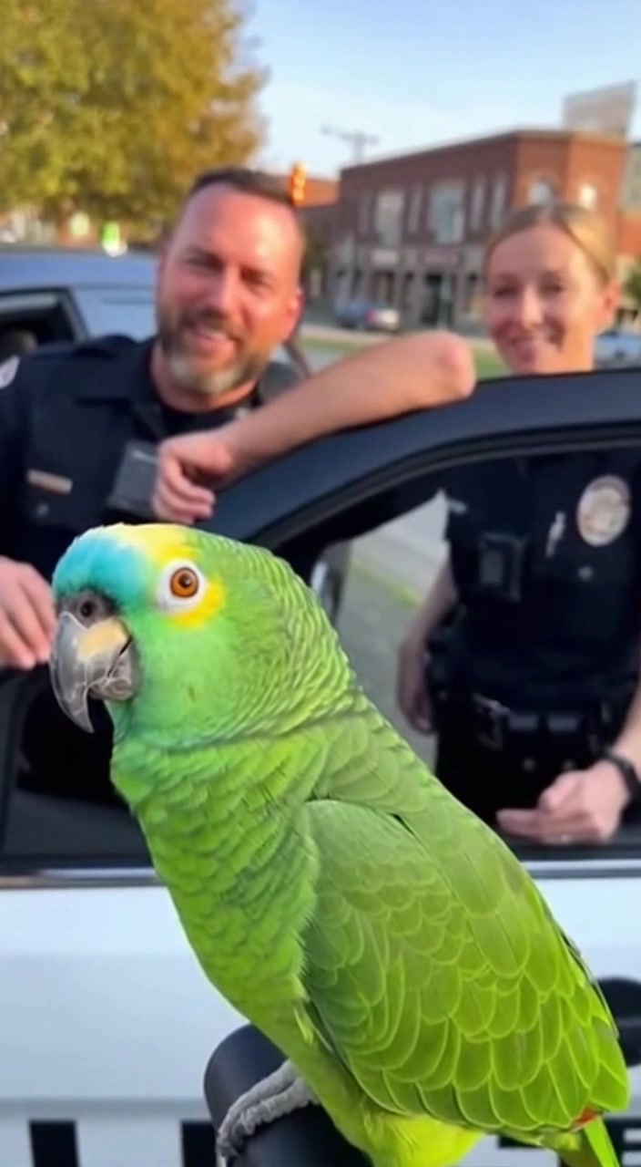 Guess the Most Common Police Call 😂🦜🚔” #PoliceLifeUSA # ...