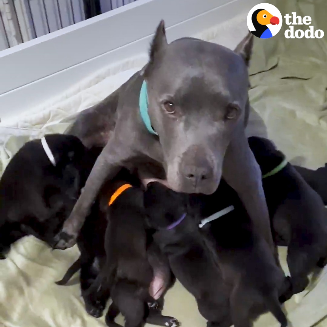 Pregnant Pittie Rescued From Chain Has 13 Puppies | Pittie gets rescued ...