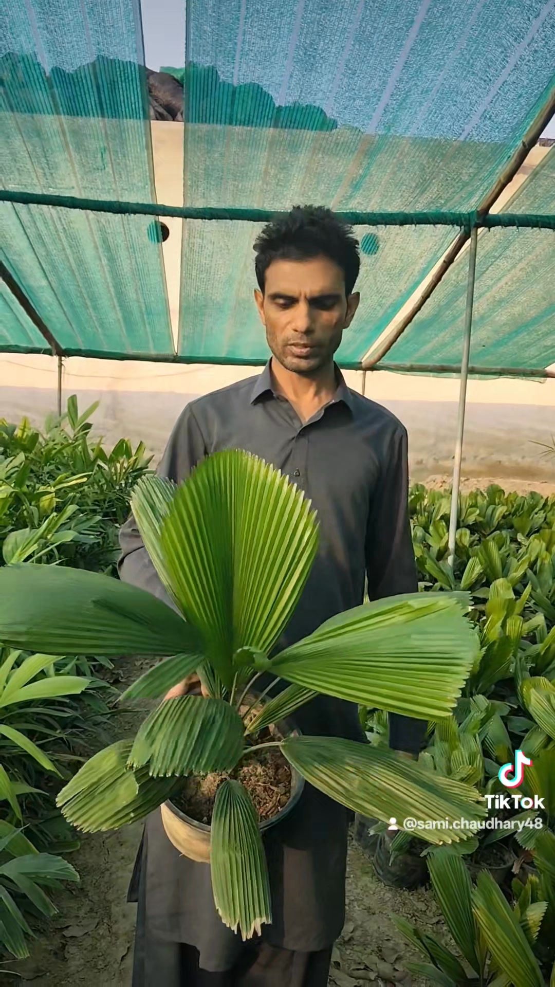 Aziz Nursery Farm | Pattoki