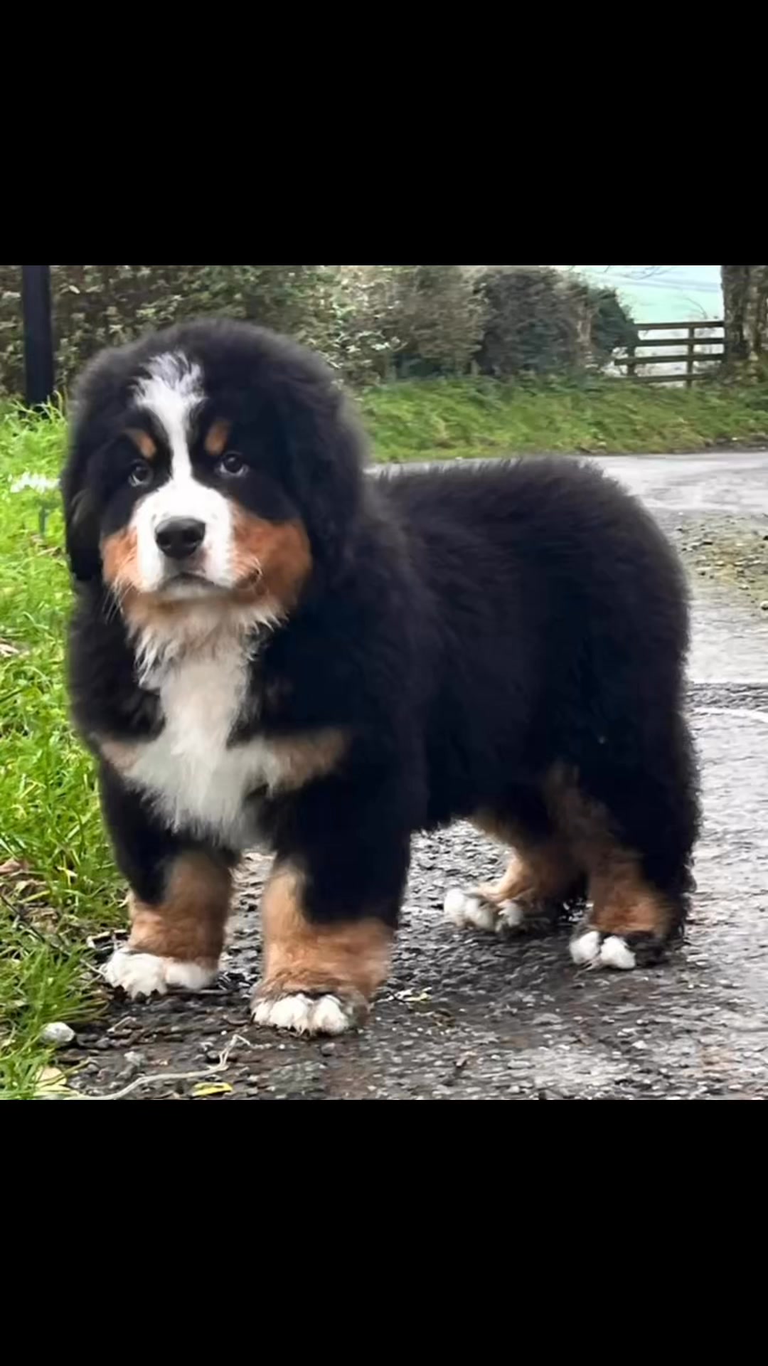 Spring Well Bernese and Cocker Spaniels | Kidwelly