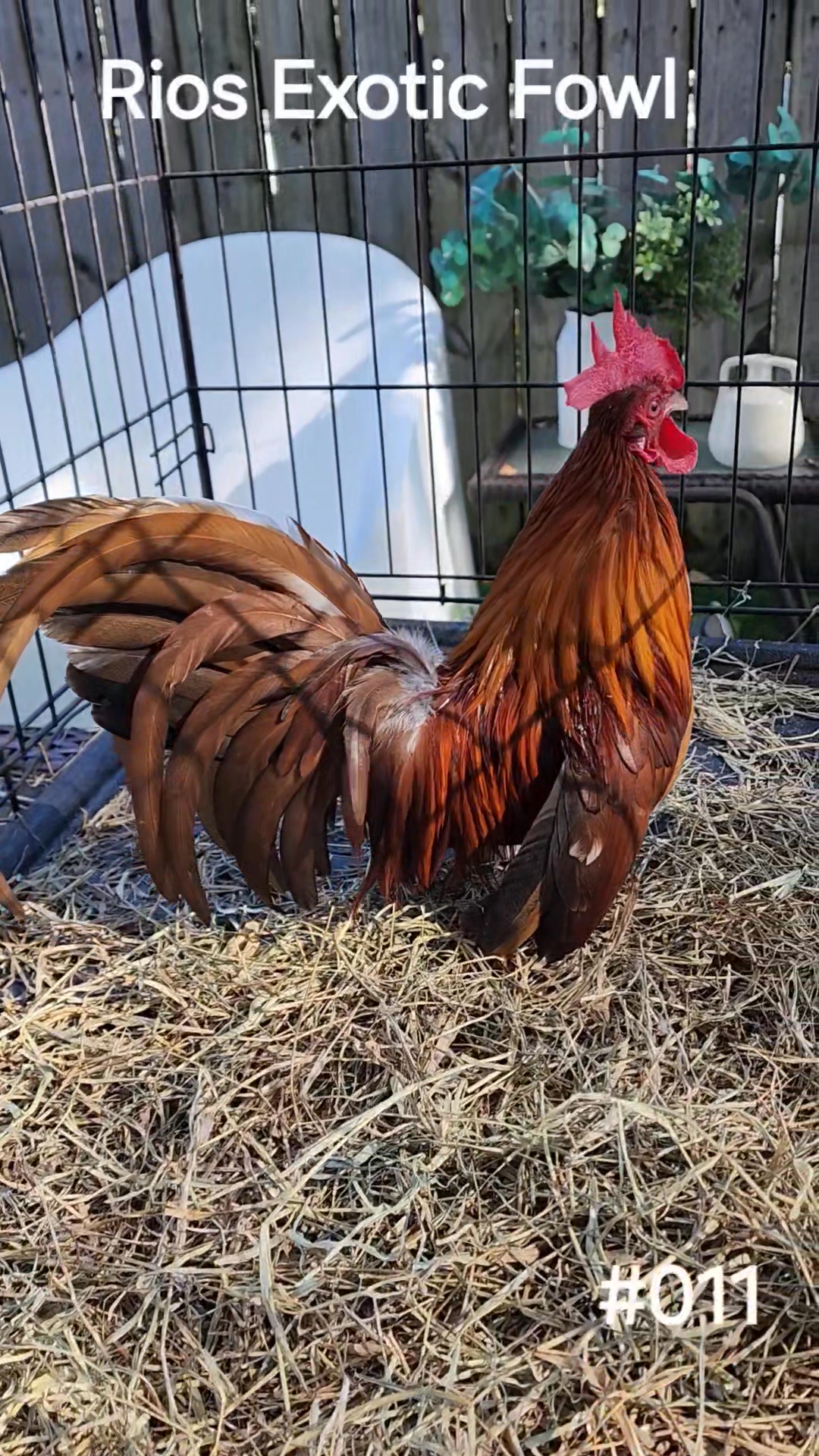 Golden Aztec Roo!!! #069 | Rios Exotic Fowl | Facebook