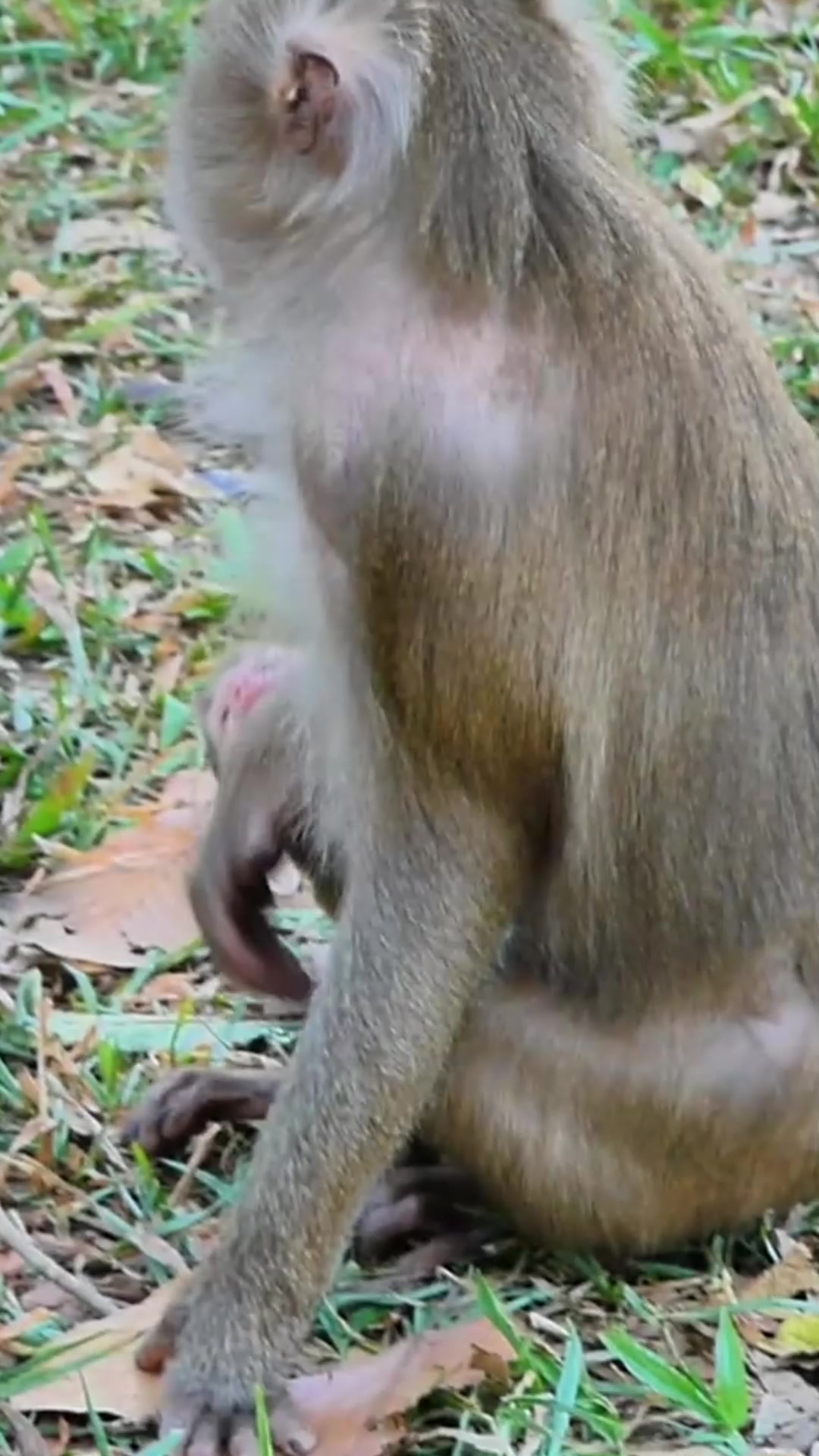 04-08-25 adorable baby and abandoned monkey in wild #cuteanimals # ...