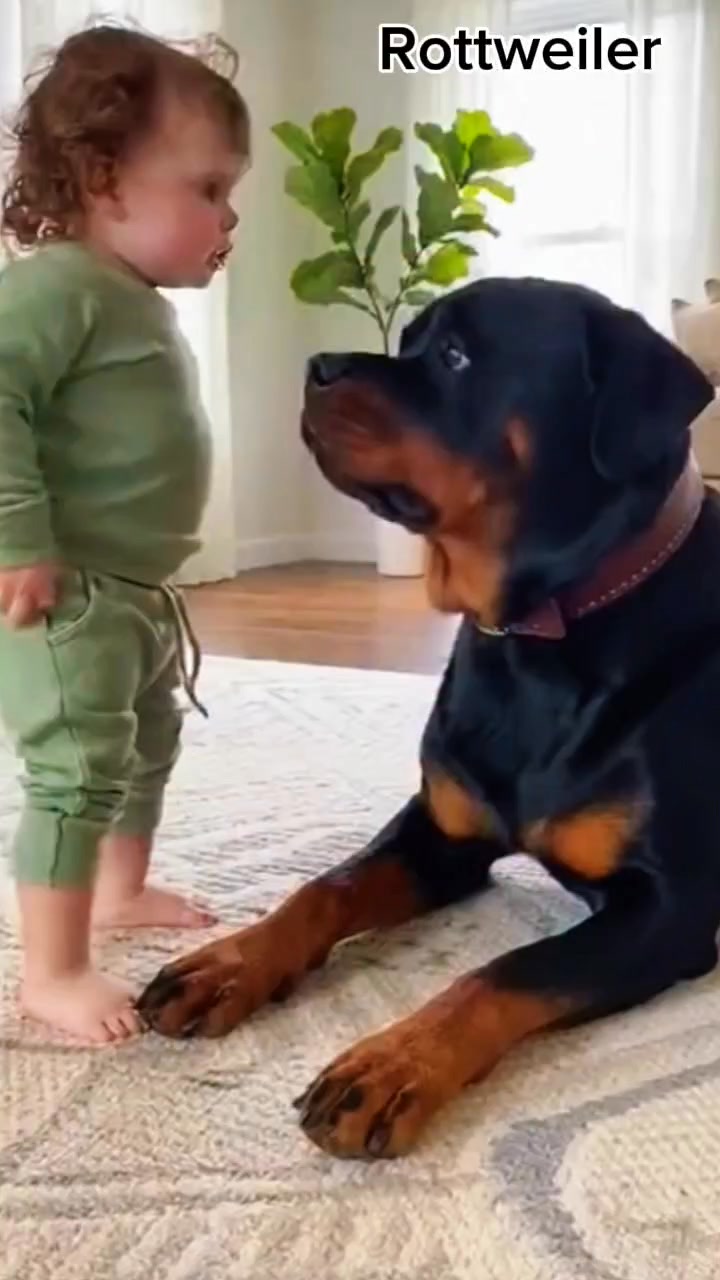 Cute rottweiler baby ️🐕🐕 #Rottweiler #rottweilerpuppy #rottweilerlove # ...