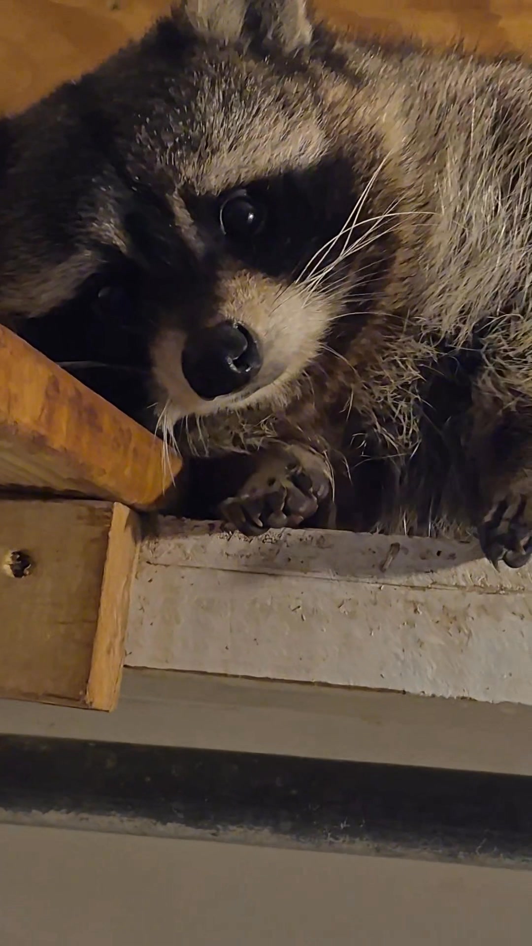 Billy Raccoon Is Being A Sleepy Boy Today #fluffy #hilarious #adorable ...