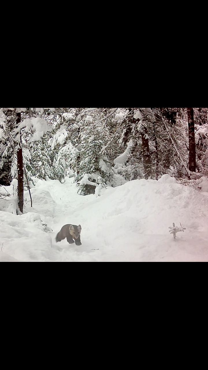 Pine marten chasing a rabbit #pinemarten #mustelid #mustelidae ...