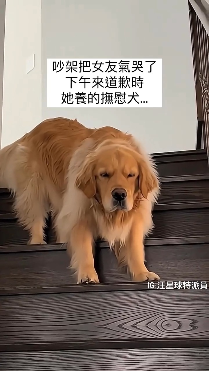 是你對吧！聽說就是你對吧！ 看更多可愛貓貓狗狗👉🏻 @puppyyy_meme #貓 #貓咪 #貓咪日常 #貓星人 #狗 #小狗 #犬 #狗狗 ...
