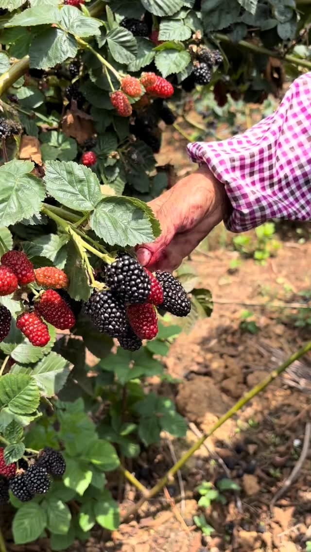 What's this? Fruit or vegetable? 🌳🍇🫐 #fruit #vegetable #rubus | Biranda ...