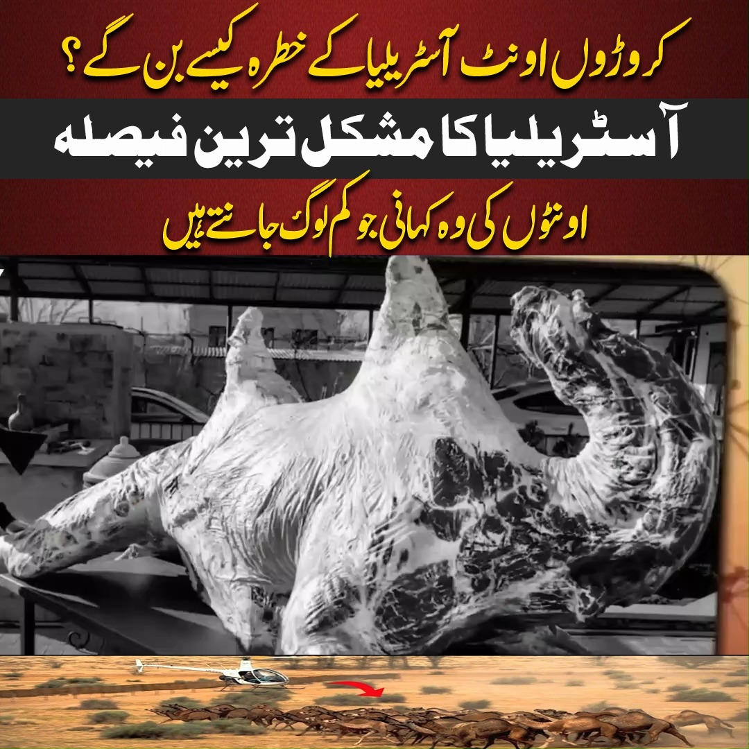 آسٹریلیا میں اونٹوں کی تعداد مسئلہ کیوں بنی؟ How Millions of Camels ...