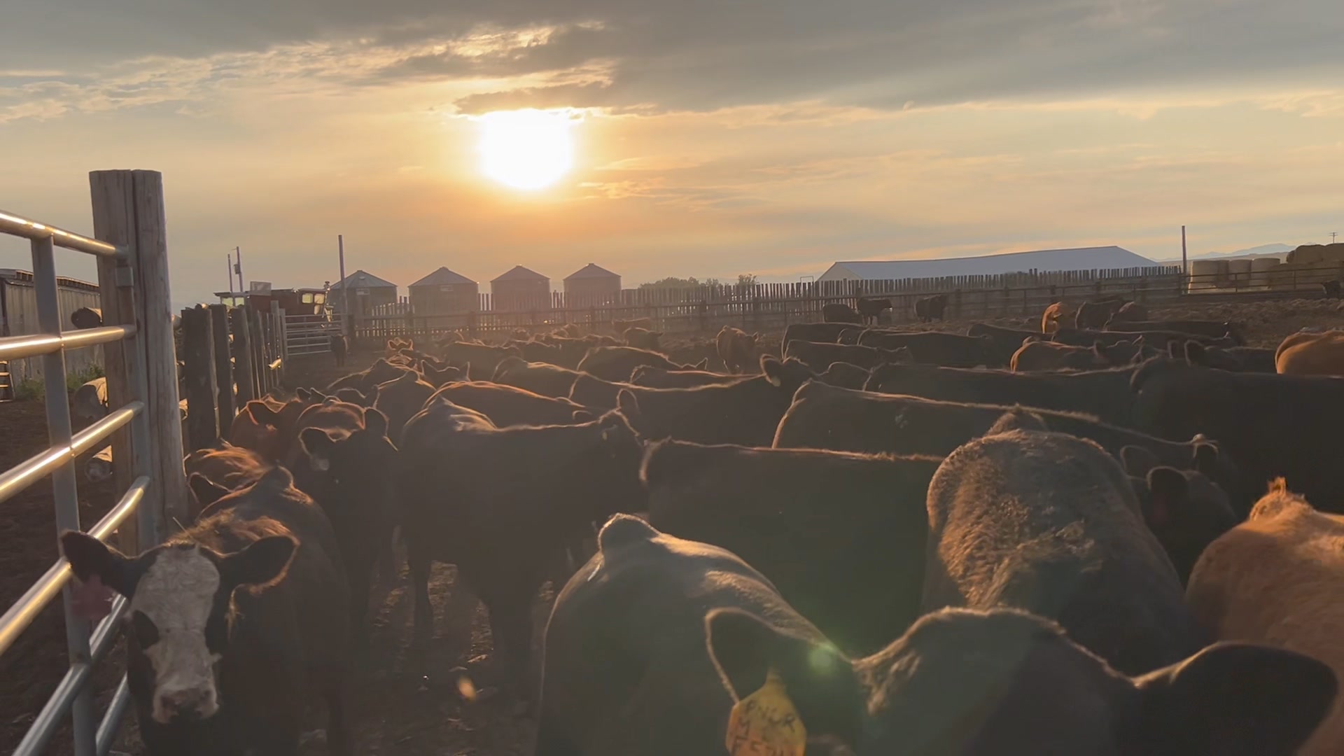 Open Gate Ranch Simmental