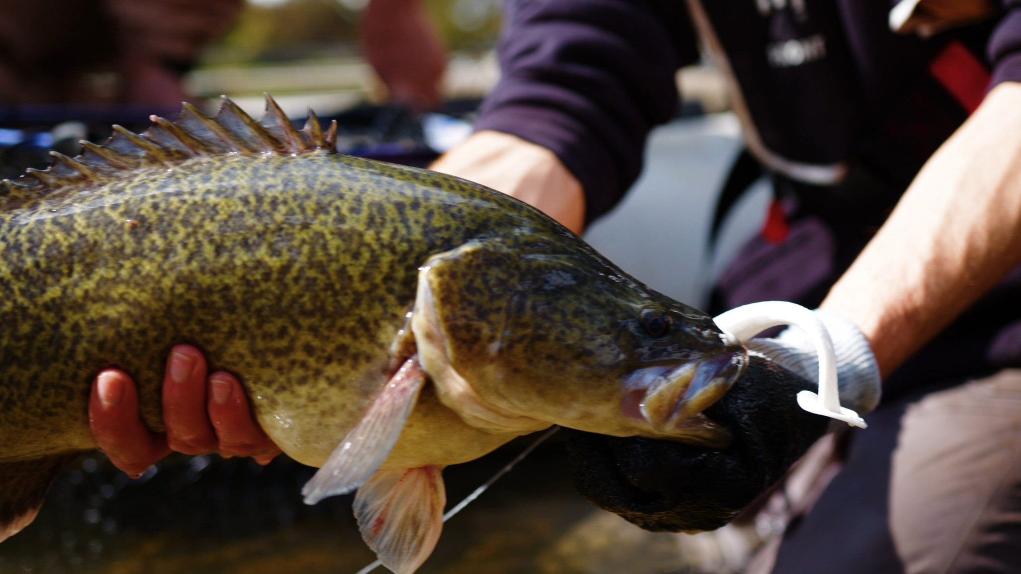 The mighty Murray Cod is one of Australia's most iconic freshwater ...