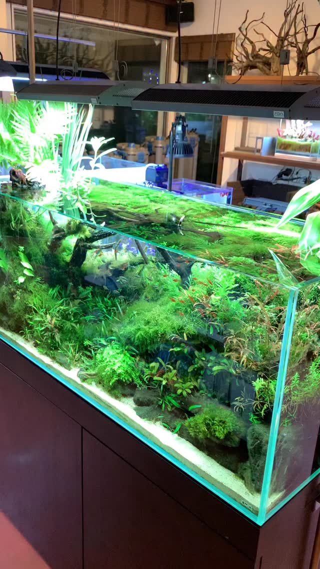 Enjoy ADA with 60P Cube Garden paired with Garden Stand 600