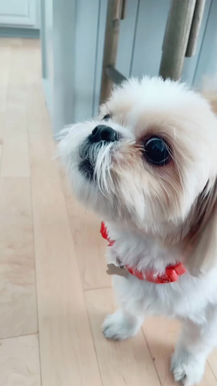 Always dramatic! #cry #dramatic #fblifestyle #drama #pet ...