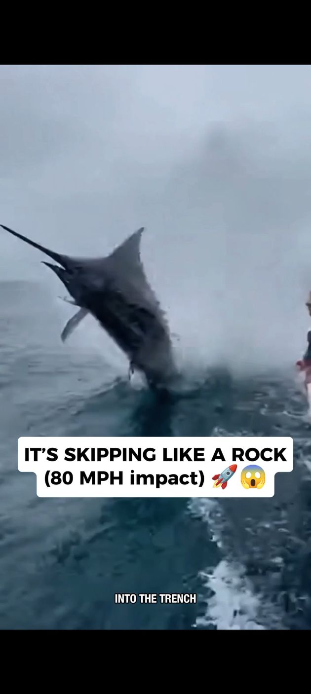 Giant Marlin Launches a Full-Speed Attack! 😱 Marlin or Swordfish? Only ...