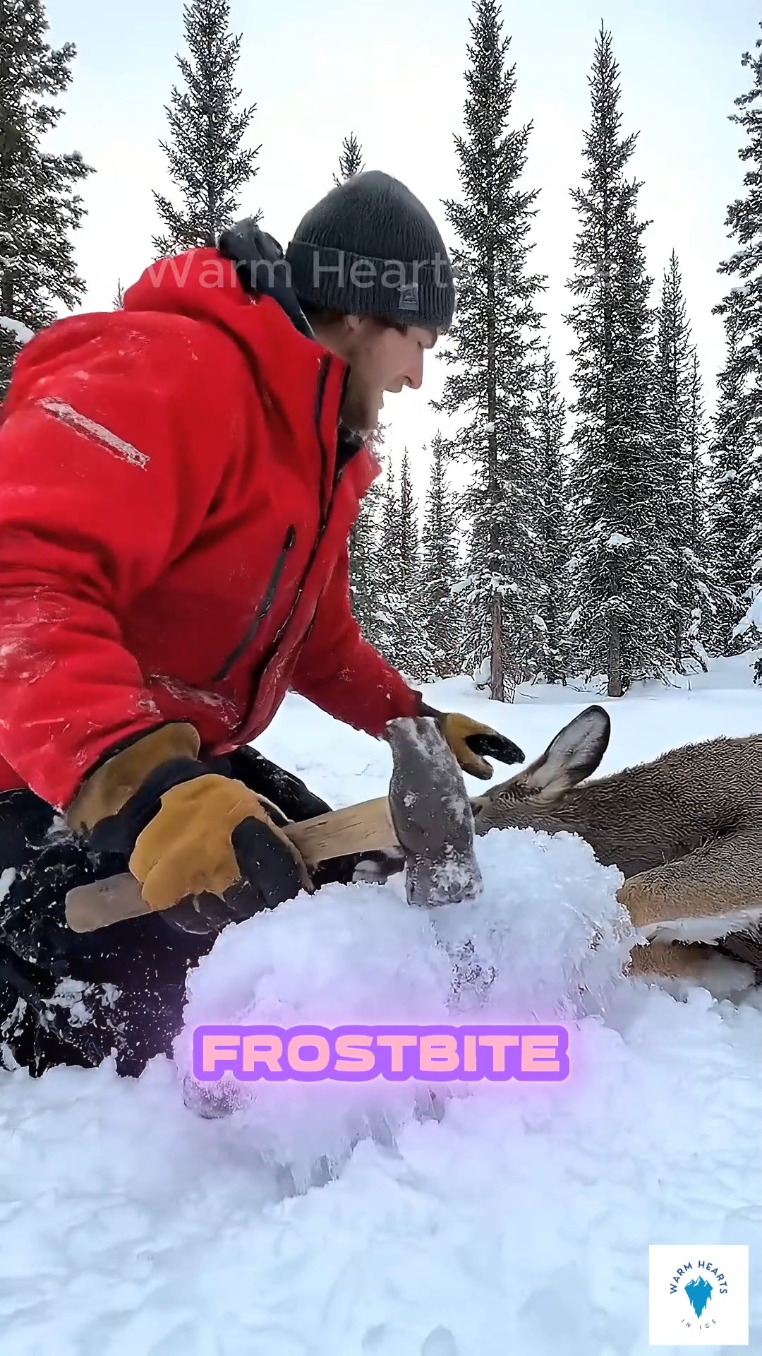 A tense and heartwarming moment in the snowy wilderness. A man dressed ...