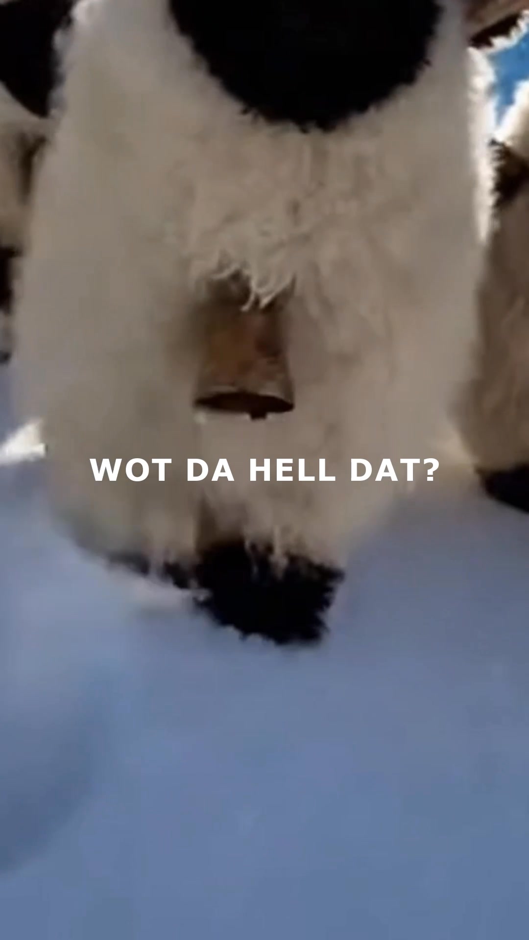 #blacknosesheep #cuteanimals #valaisblacknose #cute #fypageシ | Wot Da ...