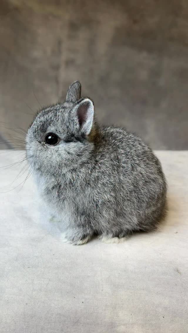 #bunnyoftheday #gooseberryrabbity #netherlanddwarf #bunnylove # ...